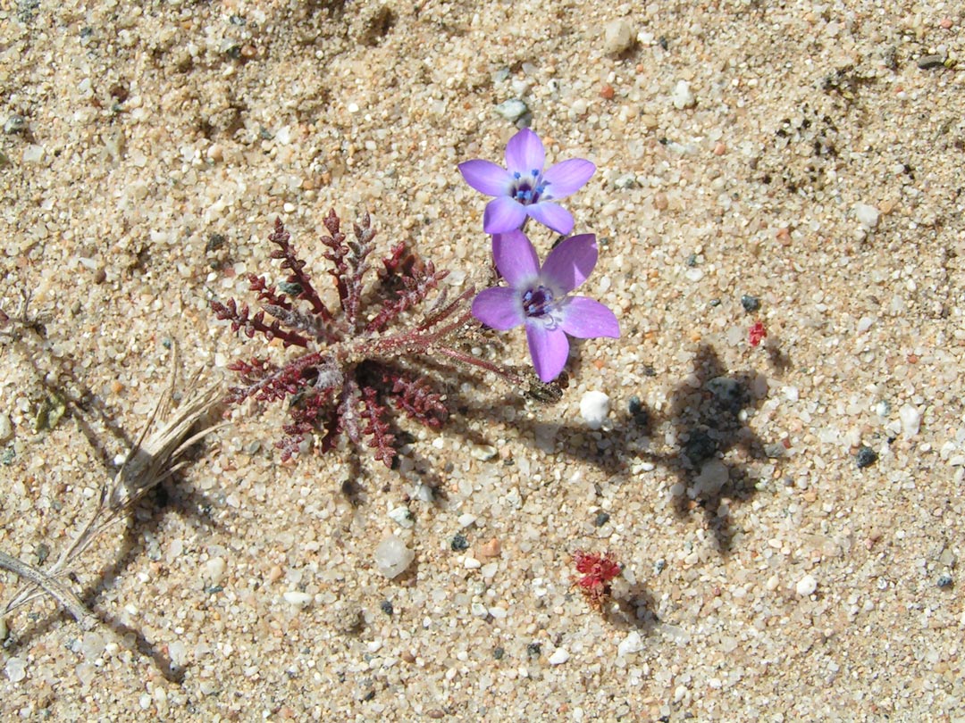 Sand Gilia flower Sand Gilia flower